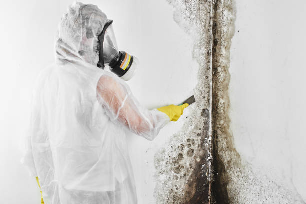 Best Mold Removal Company Near Me  in Livermore, CA