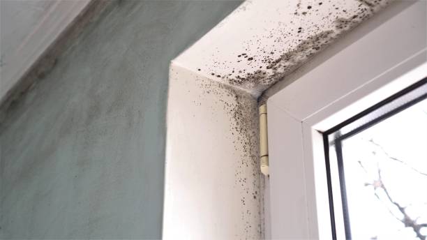 Best Same-Day Mold Removal  in Livermore, CA