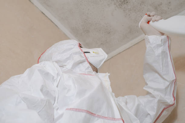 Best Black Mold Removal  in Livermore, CA