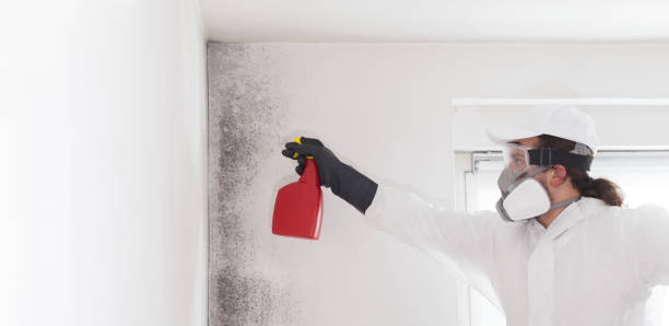 Best Toxic Mold Removal  in Livermore, CA
