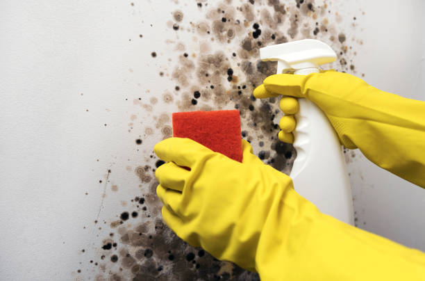 Best Emergency Mold Removal  in Livermore, CA
