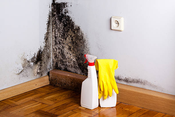 Best Mold Removal Process  in Livermore, CA