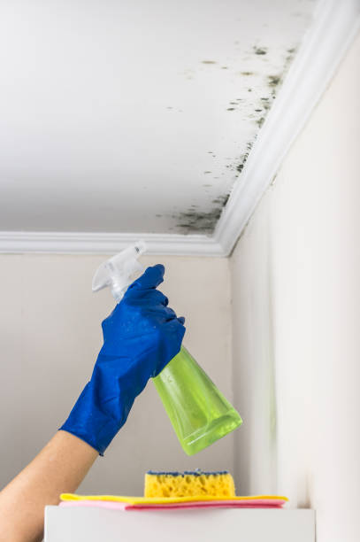 Best Office Mold Removal Services  in Livermore, CA