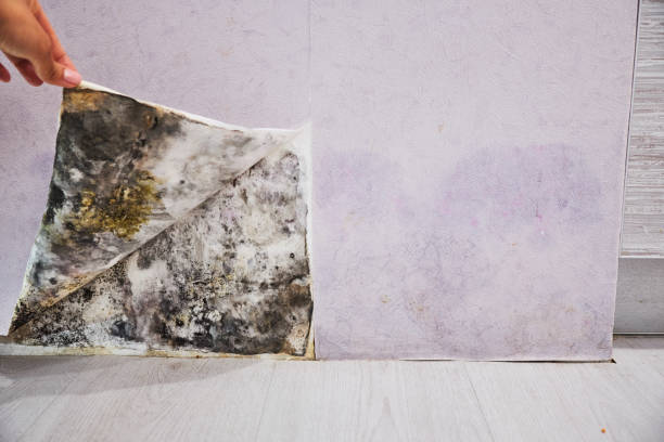 Best Mold Cleaning Services  in Livermore, CA